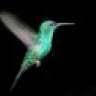 kolibri