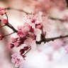 Cherryblush