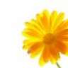Geel123