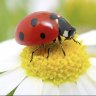 Ladybird87
