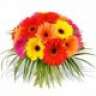 Gerbera79