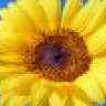 Zonnebloem6