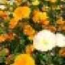 IrisBloem