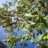 OliveTree