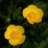 Buttercup