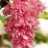 Medinilla
