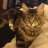 Maine Coon cats