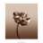flower1986