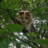 Catlover86