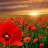 poppysun