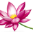 MargaLotus