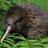 kiwi2000