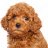 Poodle13