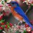 Vogelindeboom