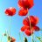 coquelicot