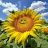 zonnebloem2000