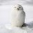 Sneeuwuil
