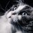 Kitten93