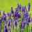 Lavendel1988