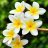 Frangipani