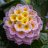 Lantana