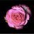 Rose31