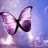 Butterfly86