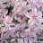Phlox