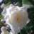 Thyra