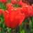 loes65