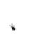 jara