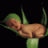 BabyWish