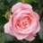 Fleuri