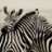 0Zebra0