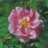 EnglishRose