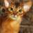 Gatto