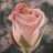 Roses1986