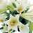 Flowerxx