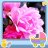 Rosa5