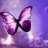 Flashyfly