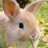 Mizz Bunny