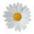 Zonnebloem81