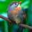 Birdy2012