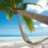 Palmboom