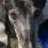 GreyhoundLover