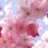 Roze22