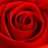 Rose1