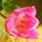 Tulp1981