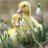 Agila