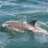 Dolphinbaby